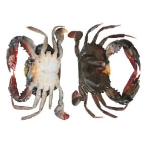 Pâtes de Crabe Molles